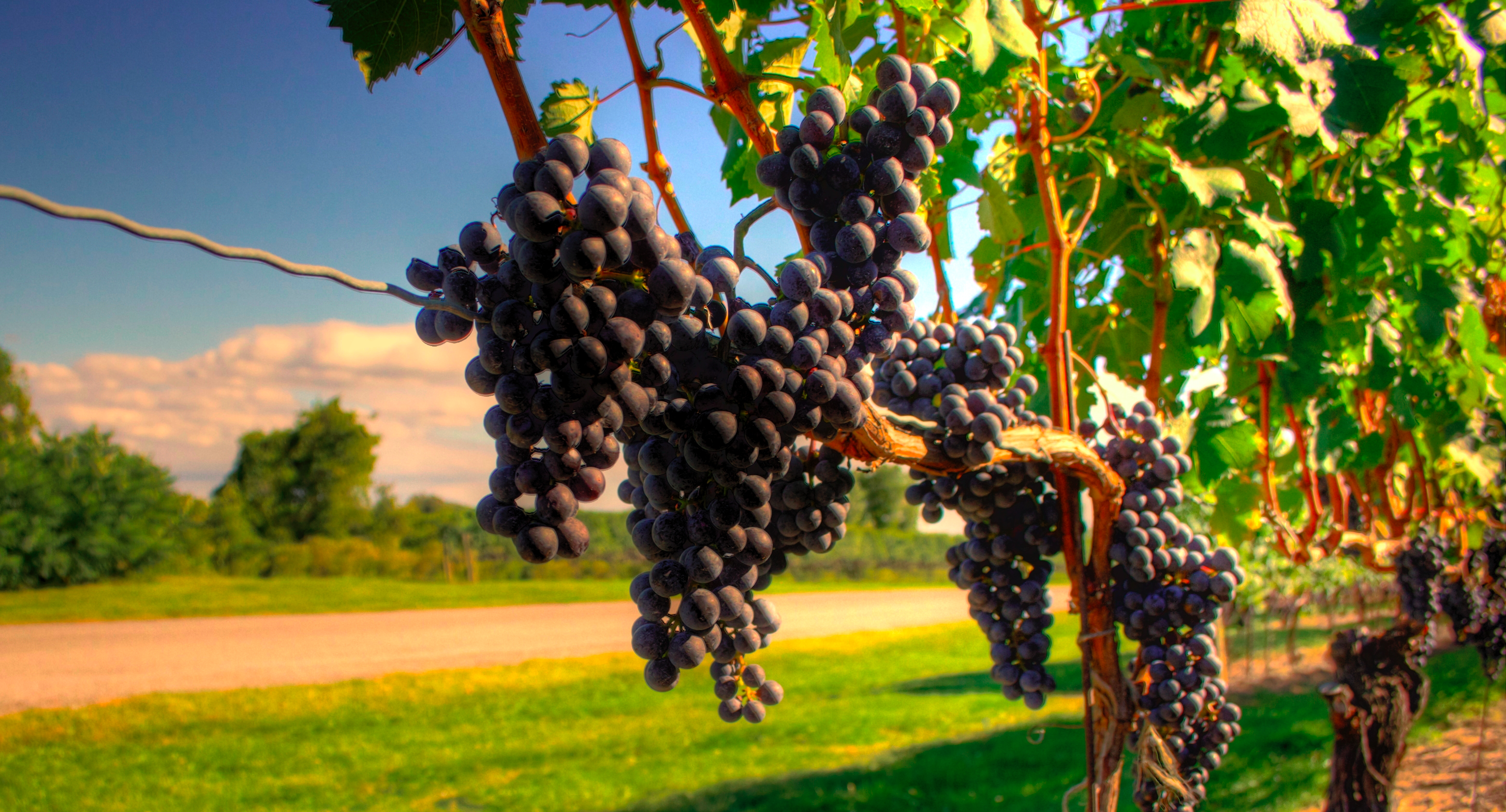 Australia grapes