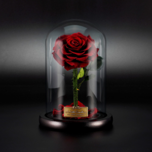 preserved roses in glass domes