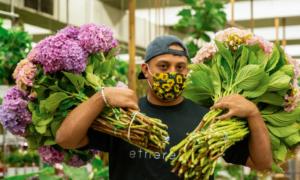 wholesale flowers on the Gold Coast